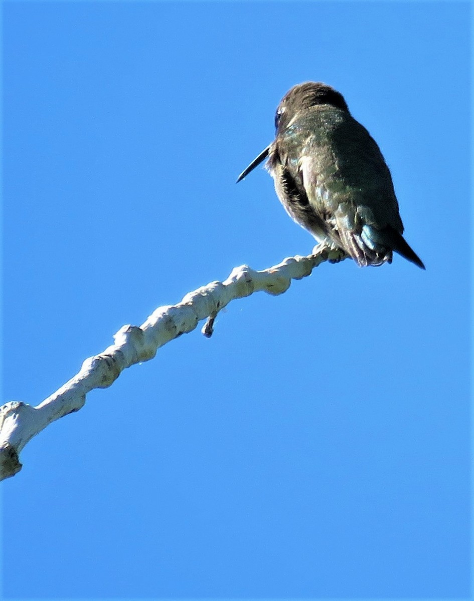 Broad-tailed Hummingbird - ML458479801