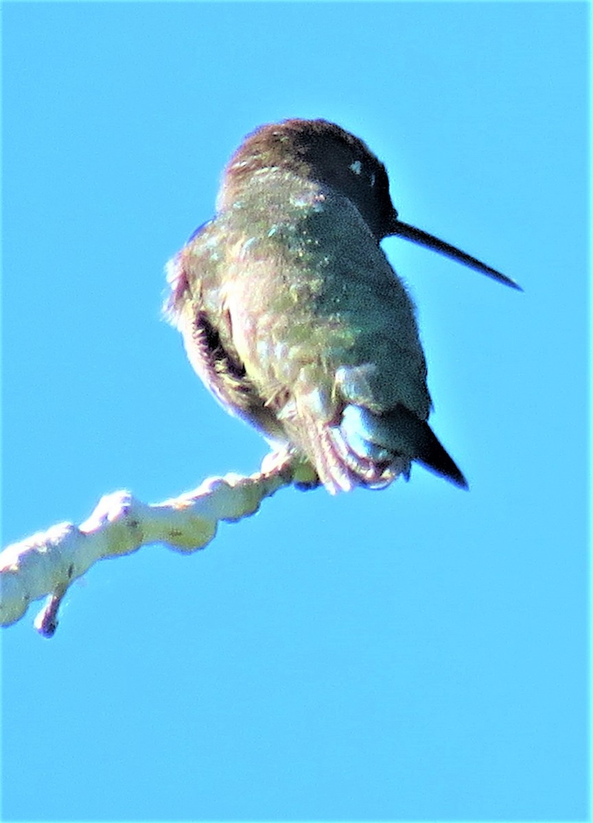 Broad-tailed Hummingbird - ML458479811