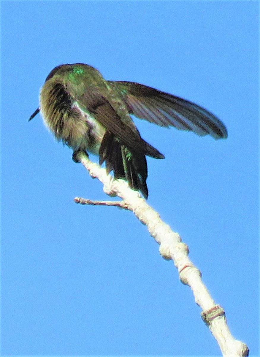 Broad-tailed Hummingbird - Patrick O'Driscoll