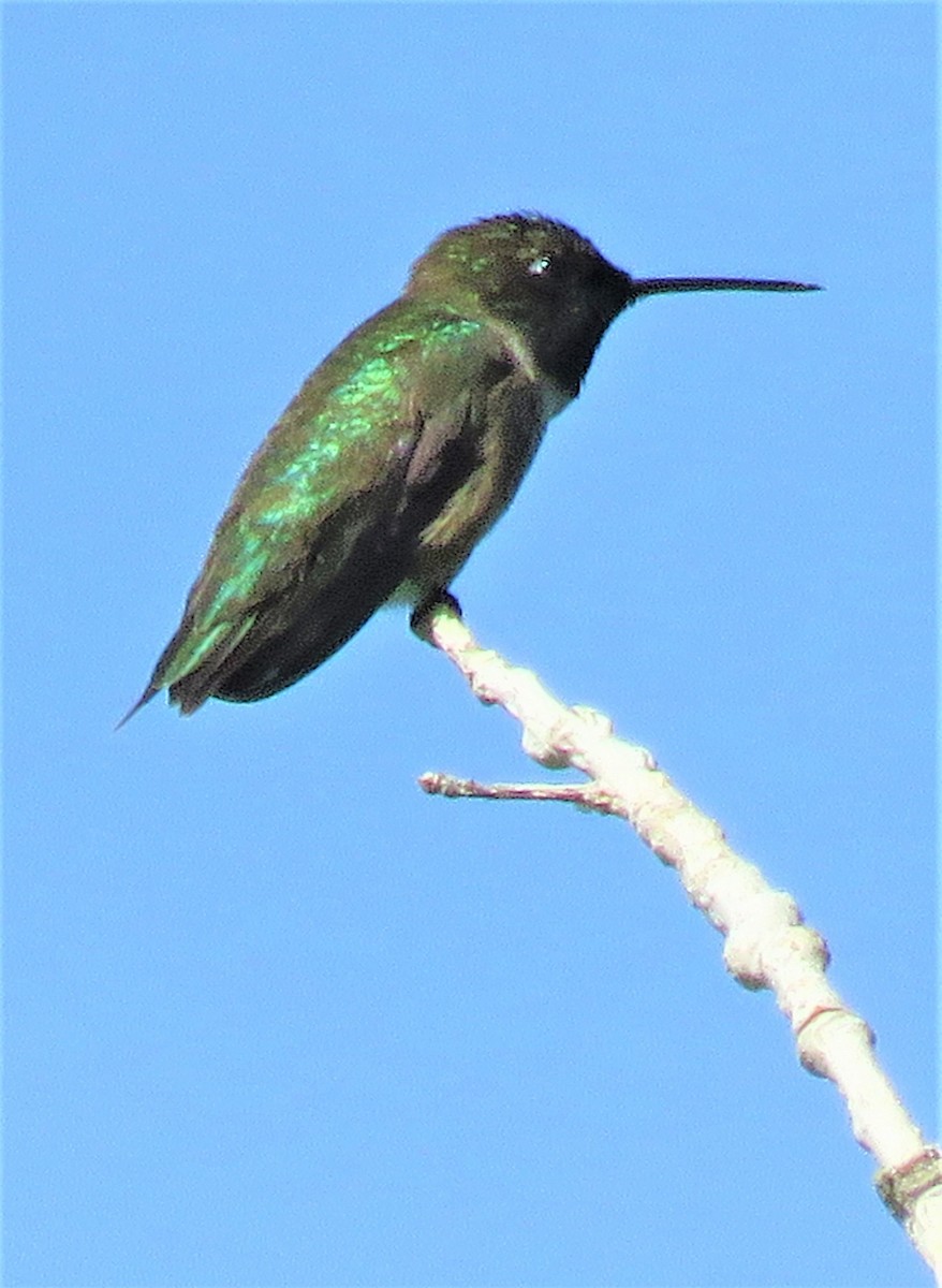 Broad-tailed Hummingbird - ML458479831