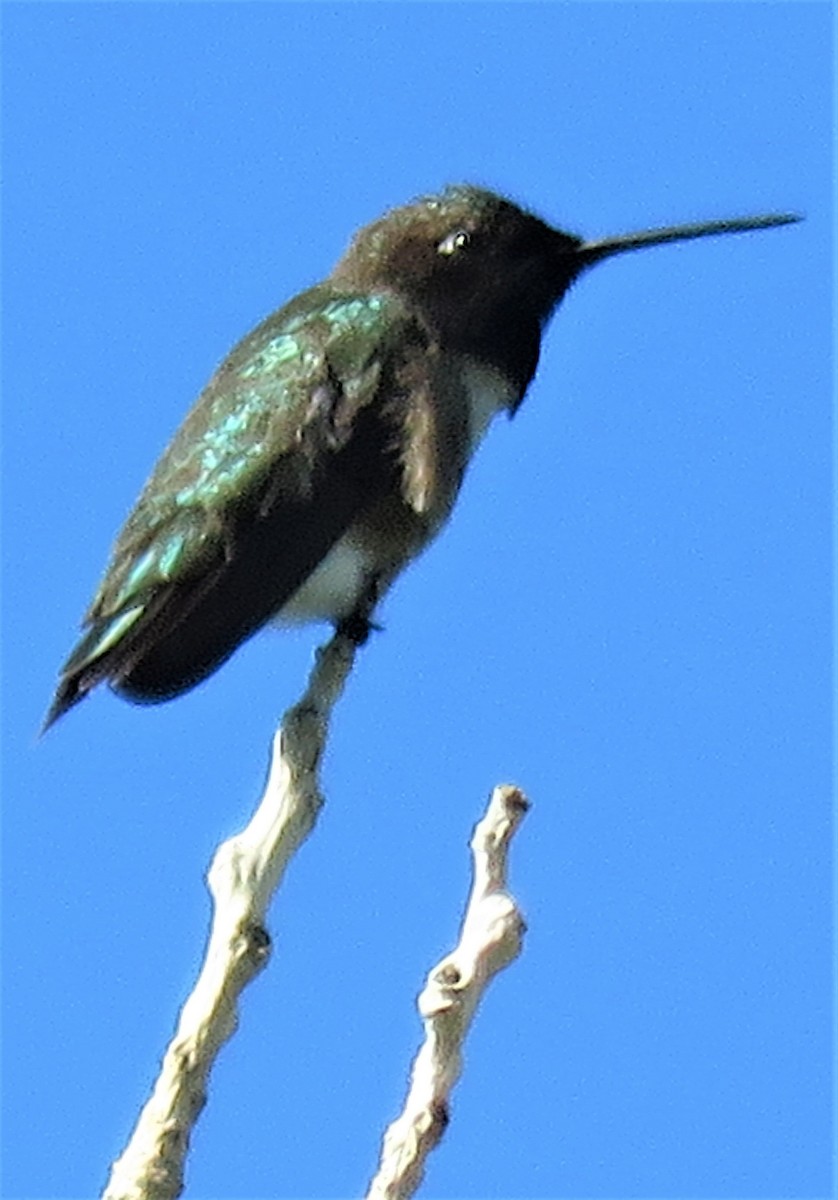 Broad-tailed Hummingbird - ML458479851