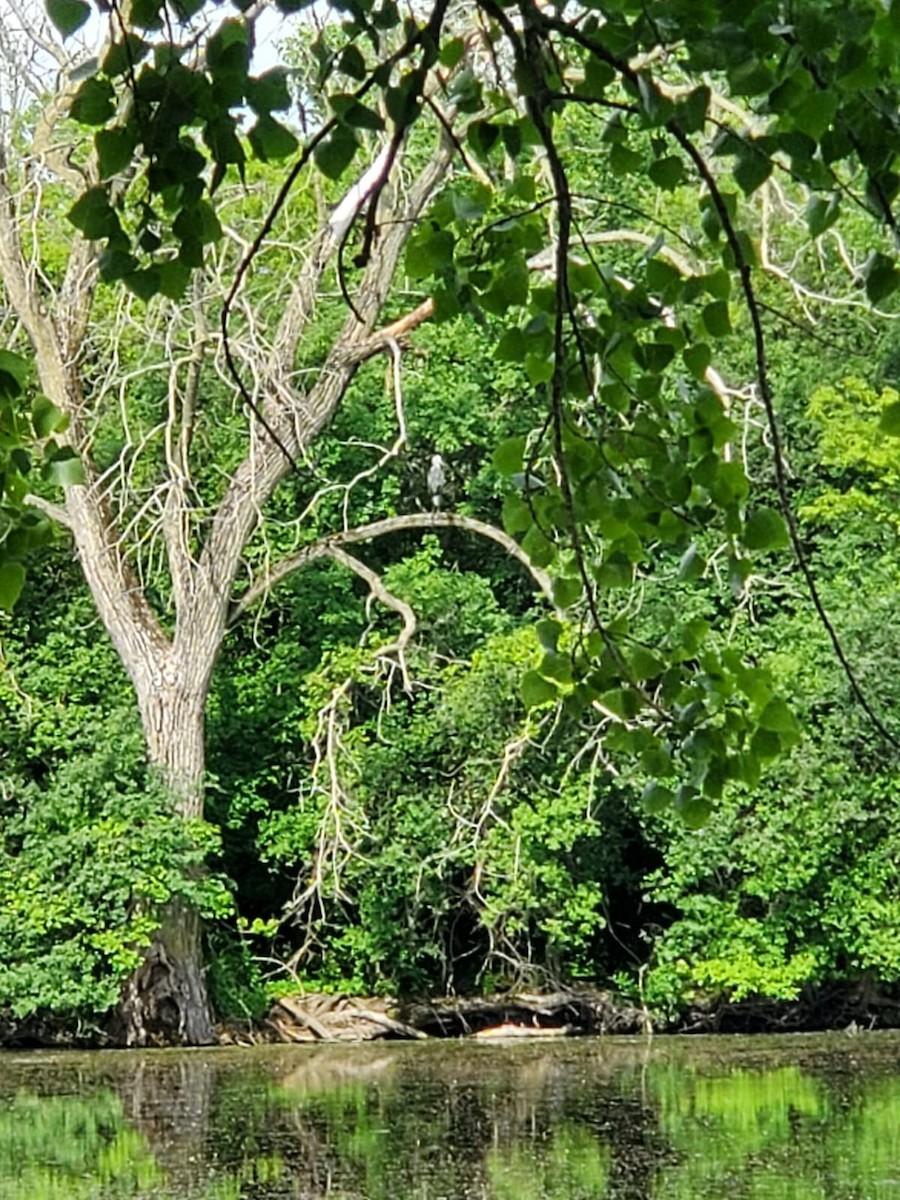 Great Blue Heron - ML458480611