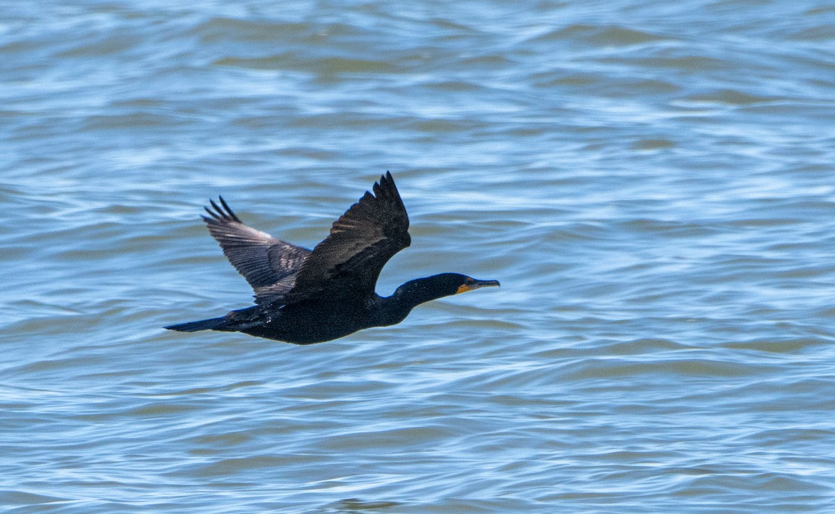 Double-crested Cormorant - ML458482251