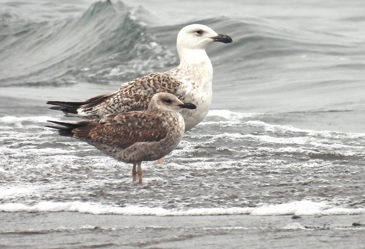 Lesser Black-backed Gull - Jean Iron