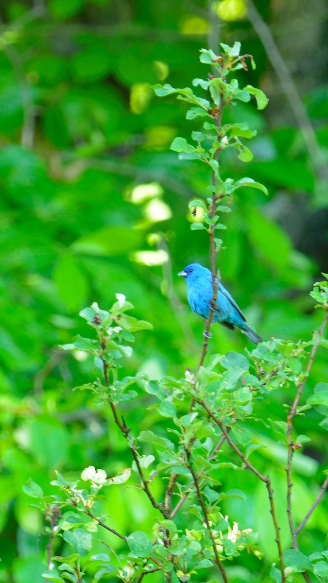 Indigo Bunting - leonard blass