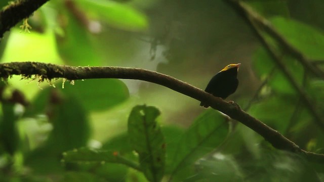 Golden-headed Manakin - ML458484