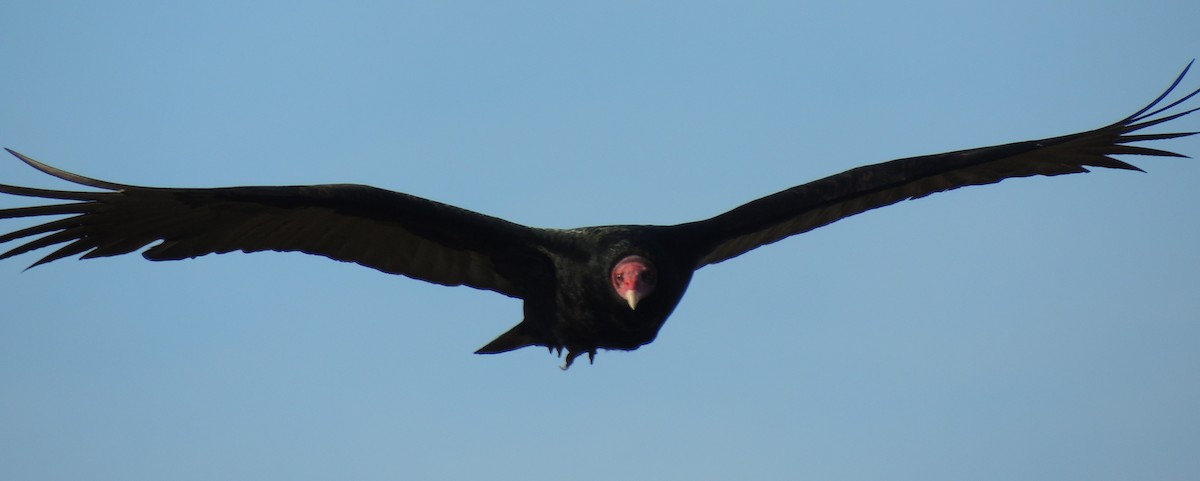 Turkey Vulture - Mark Easterbrook