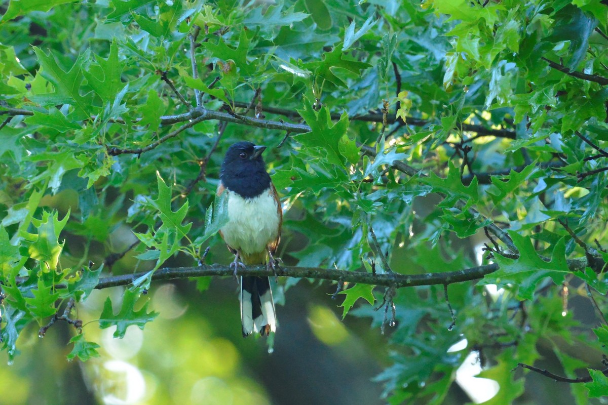 Eastern Towhee - leonard blass