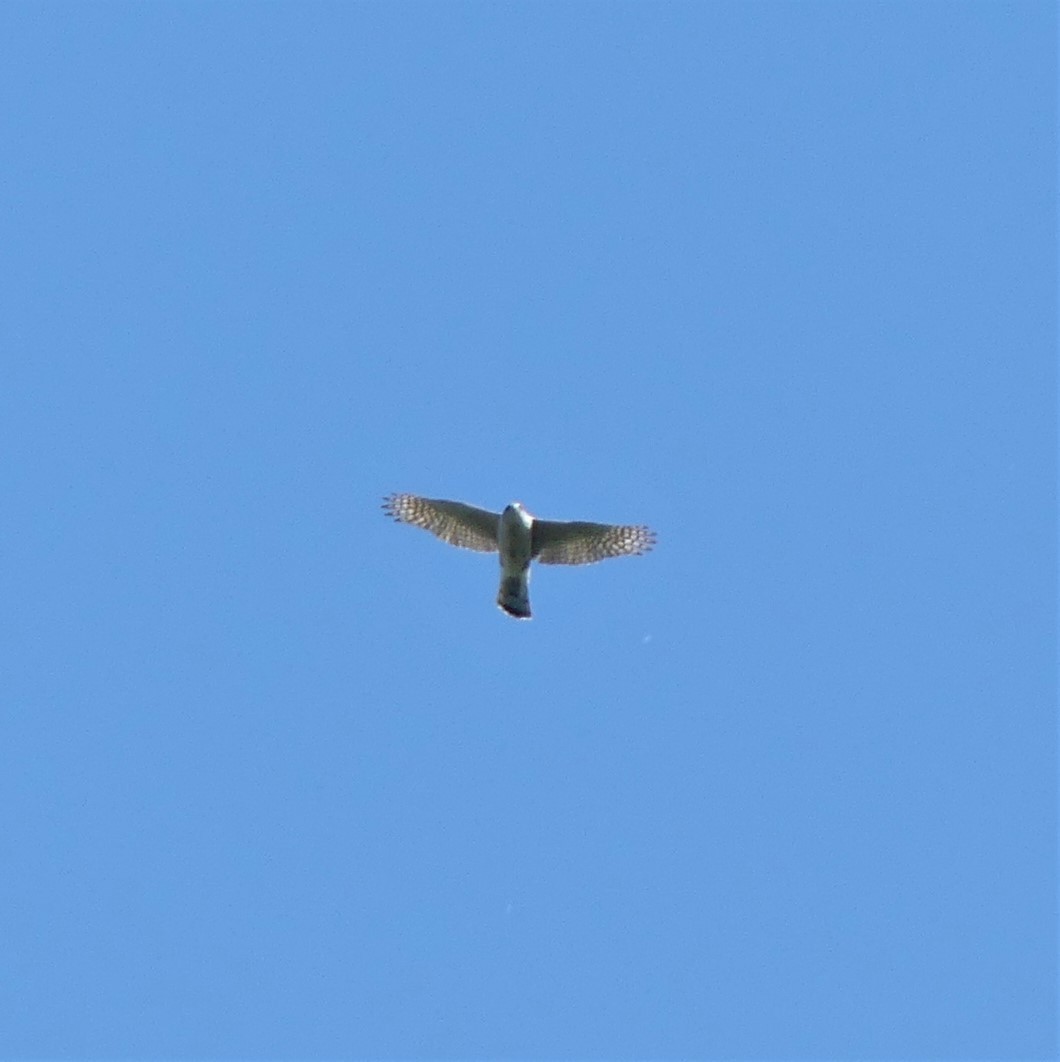 American Goshawk - Alain Sylvain