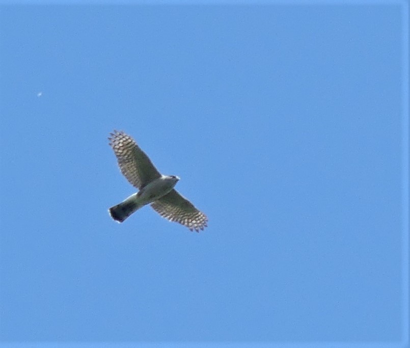 American Goshawk - Alain Sylvain