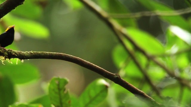 Golden-headed Manakin - ML458485