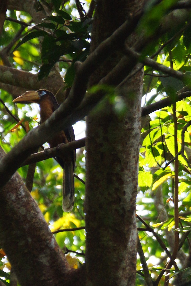 Rusty-cheeked Hornbill - ML45848561