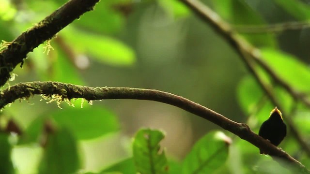 Golden-headed Manakin - ML458486