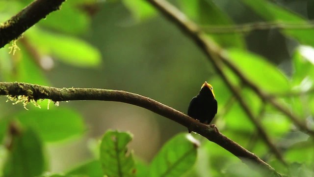 Golden-headed Manakin - ML458487