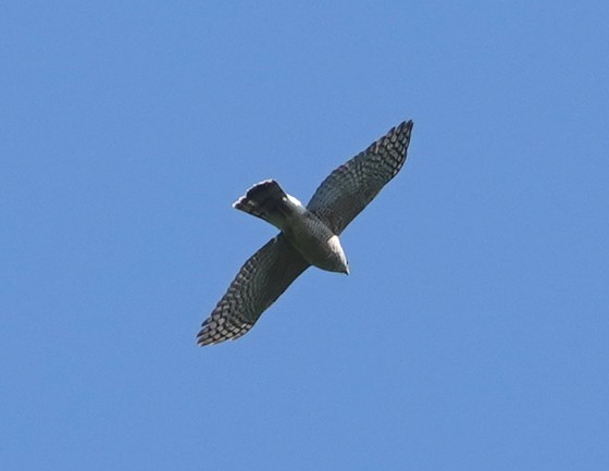 American Goshawk - ML458490061