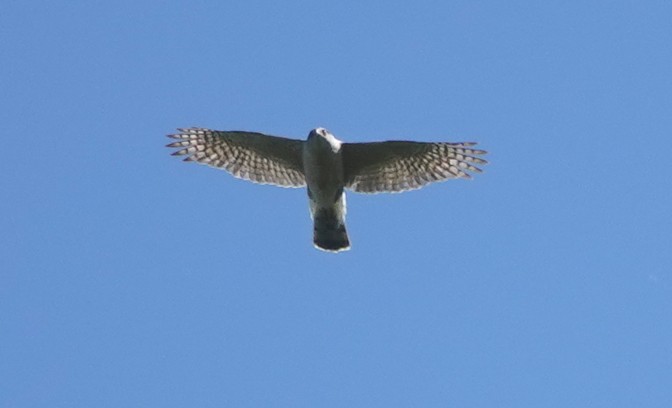 American Goshawk - Jose Gagnon