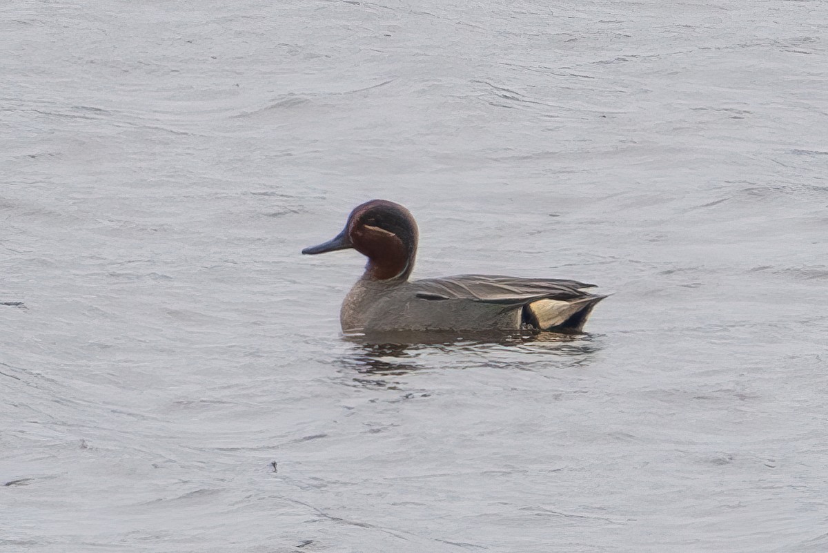 Green-winged Teal - ML458492801