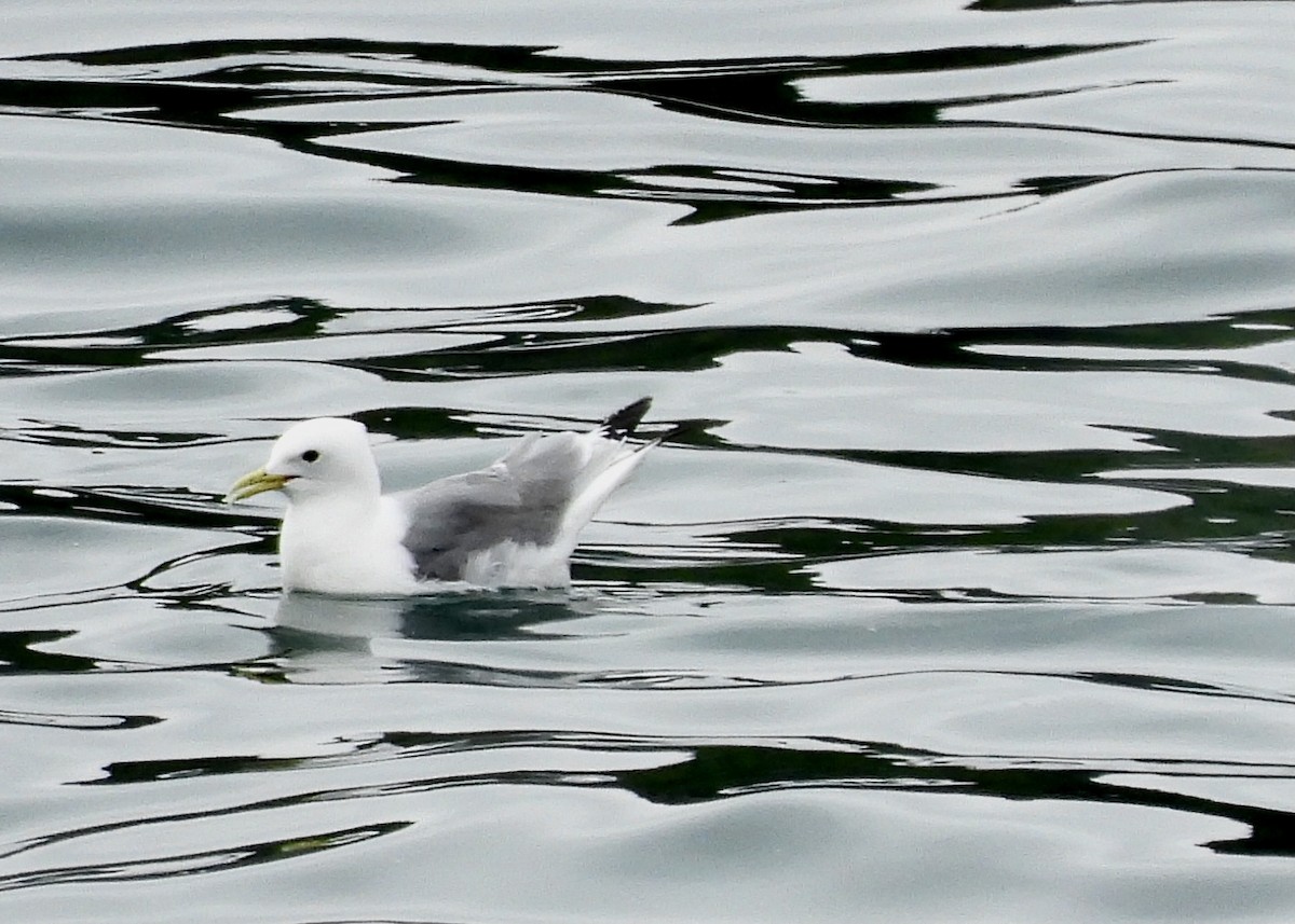 Mouette tridactyle - ML458493091