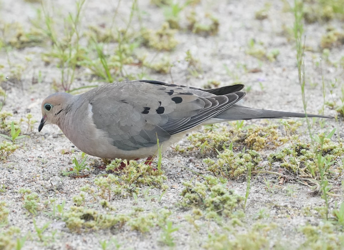 Mourning Dove - ML458493571