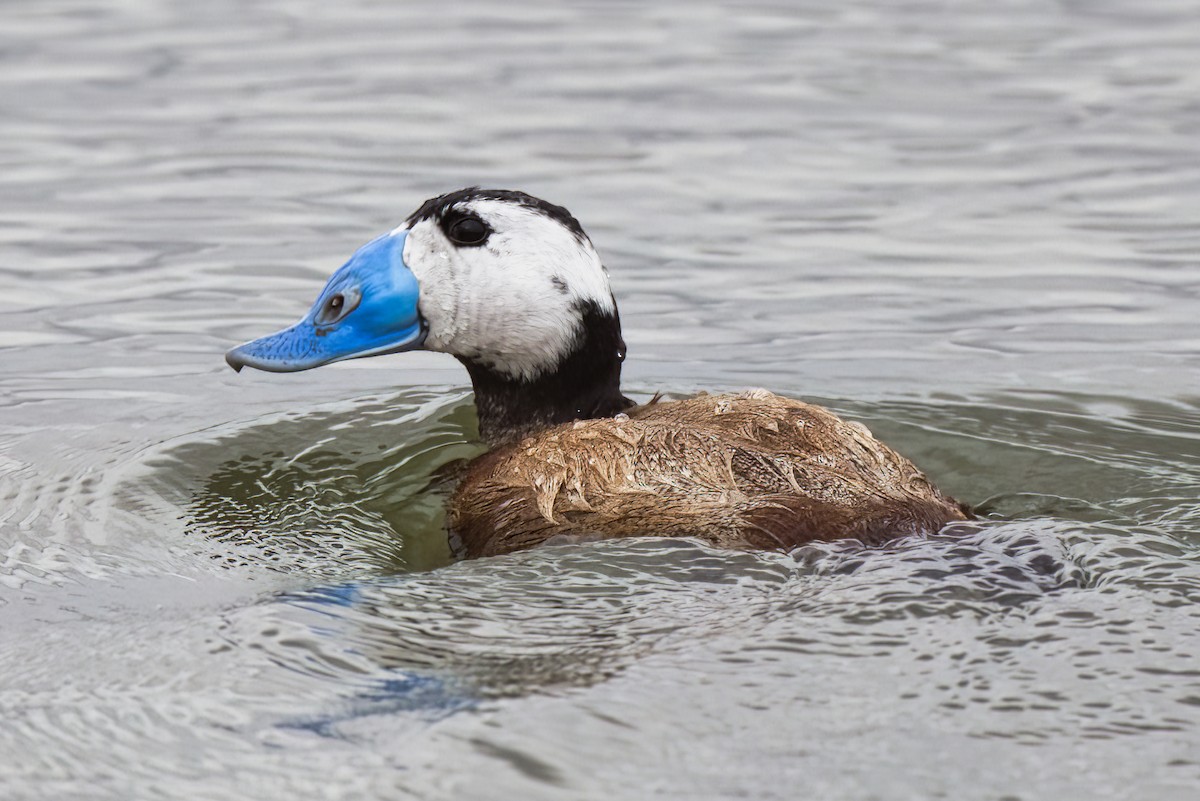 White-headed Duck - Dirk Engelen