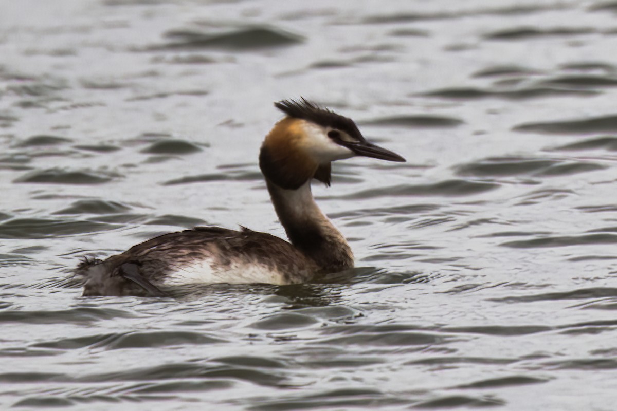 Great Crested Grebe - ML458494551
