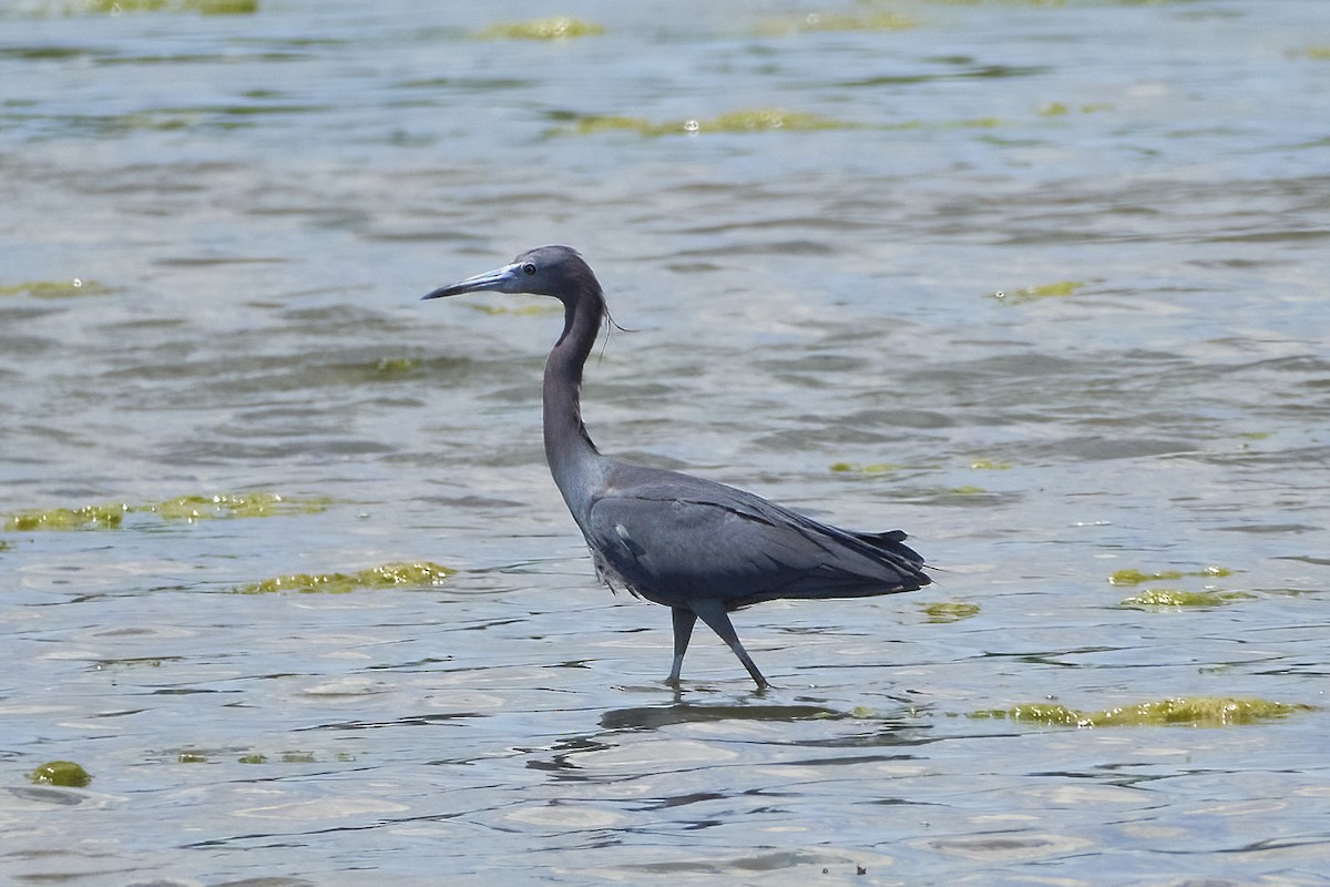 Little Blue Heron - ML458494771