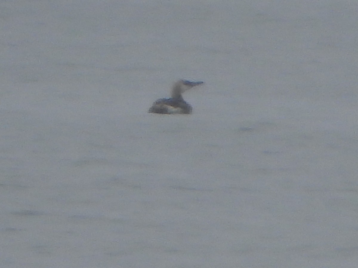 loon sp. - ML458494891