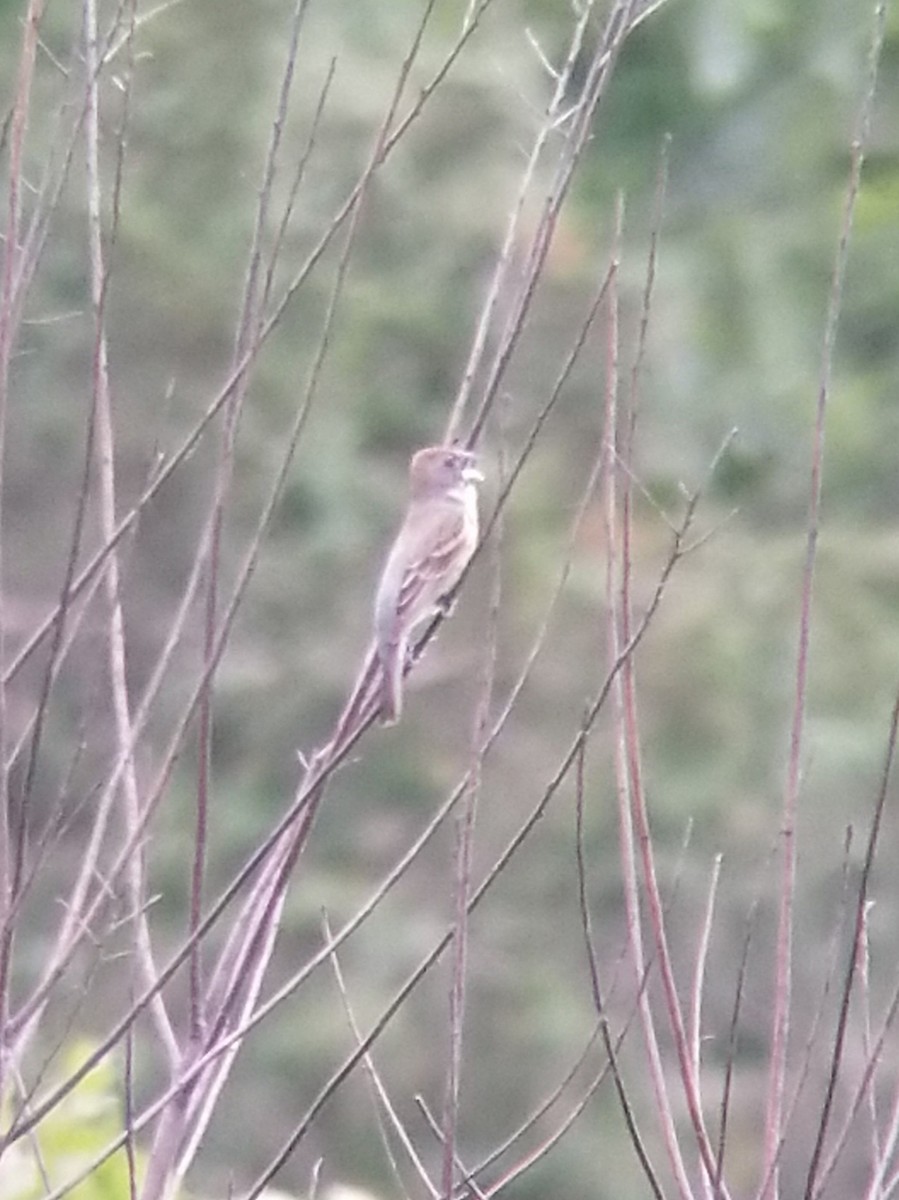 Blue Grosbeak - ML458495731