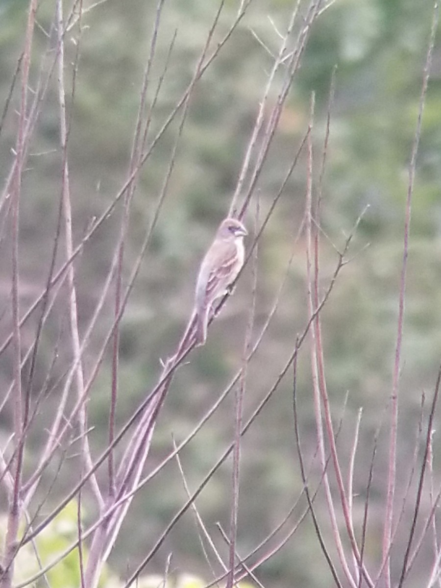 Blue Grosbeak - ML458495741