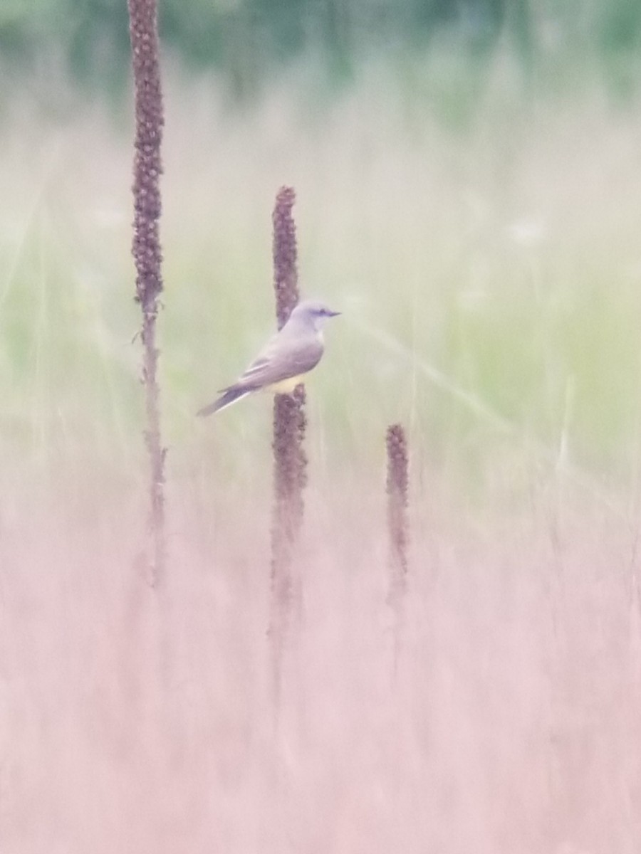 Western Kingbird - ML458495801