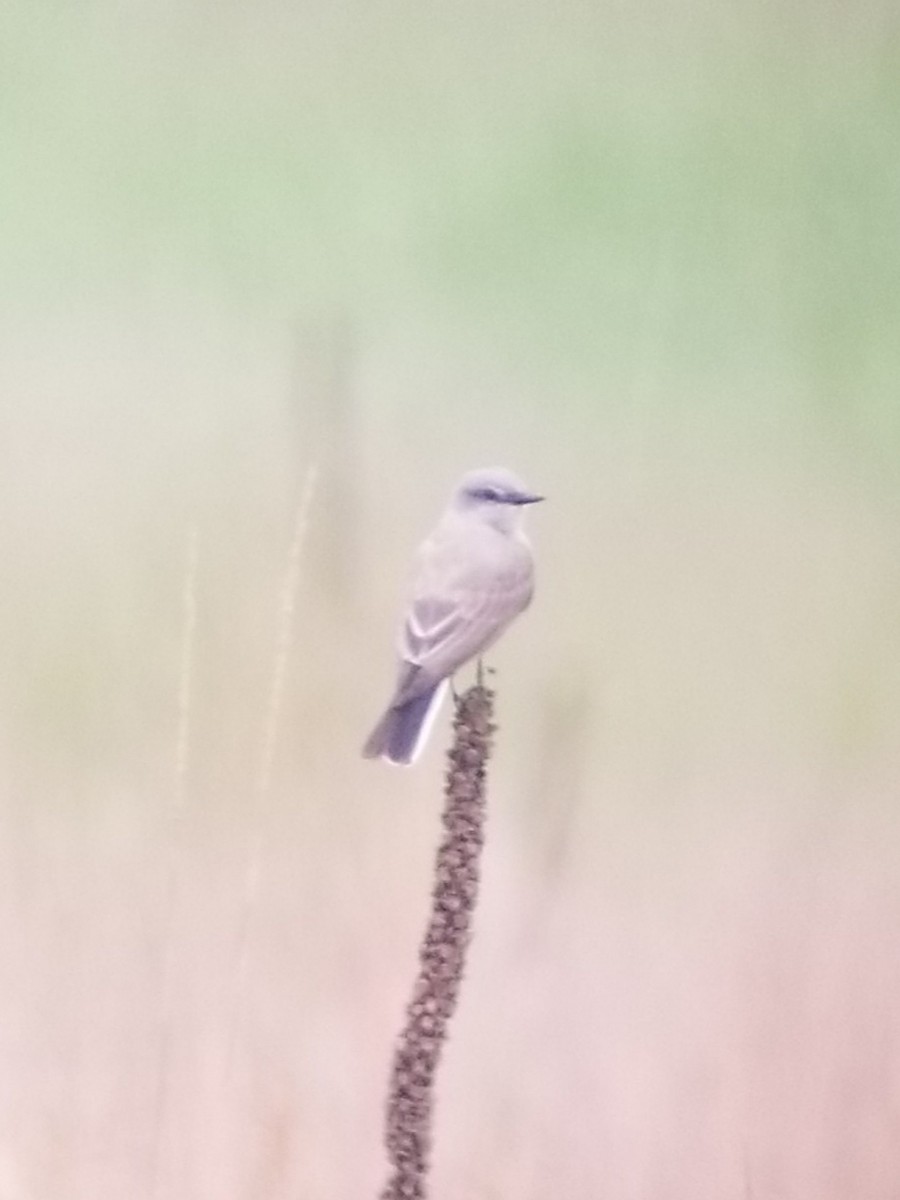 Western Kingbird - ML458495811