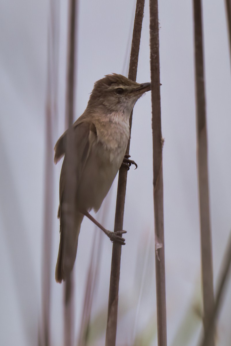 Great Reed Warbler - Dirk Engelen