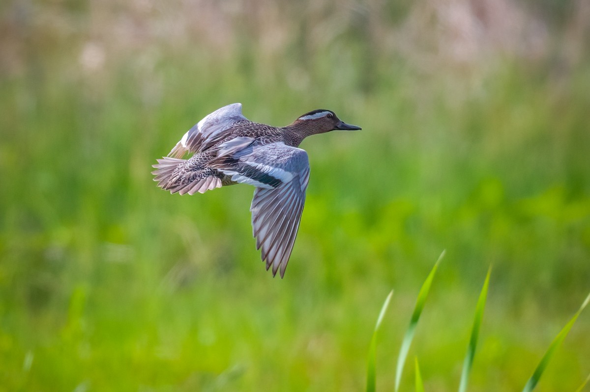Garganey - Chris Thomas