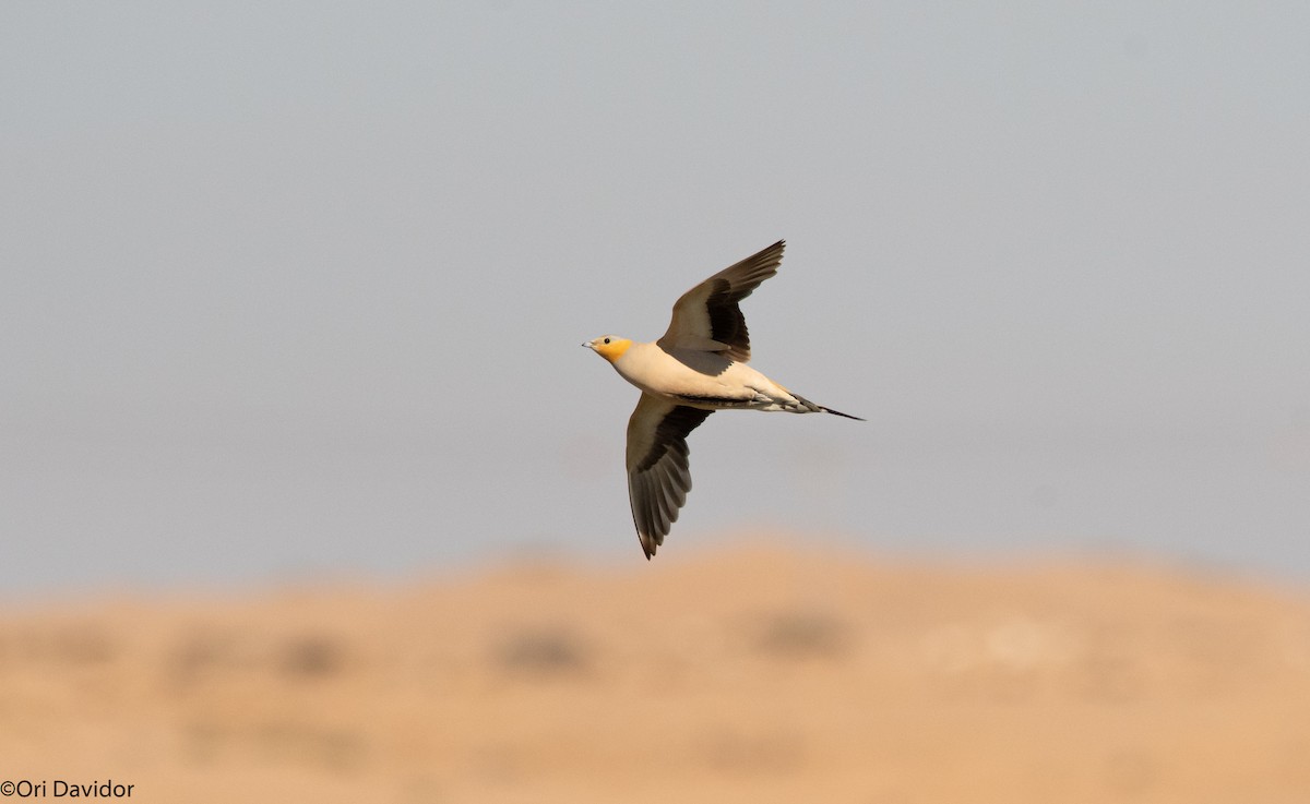 Spotted Sandgrouse - ML458497371