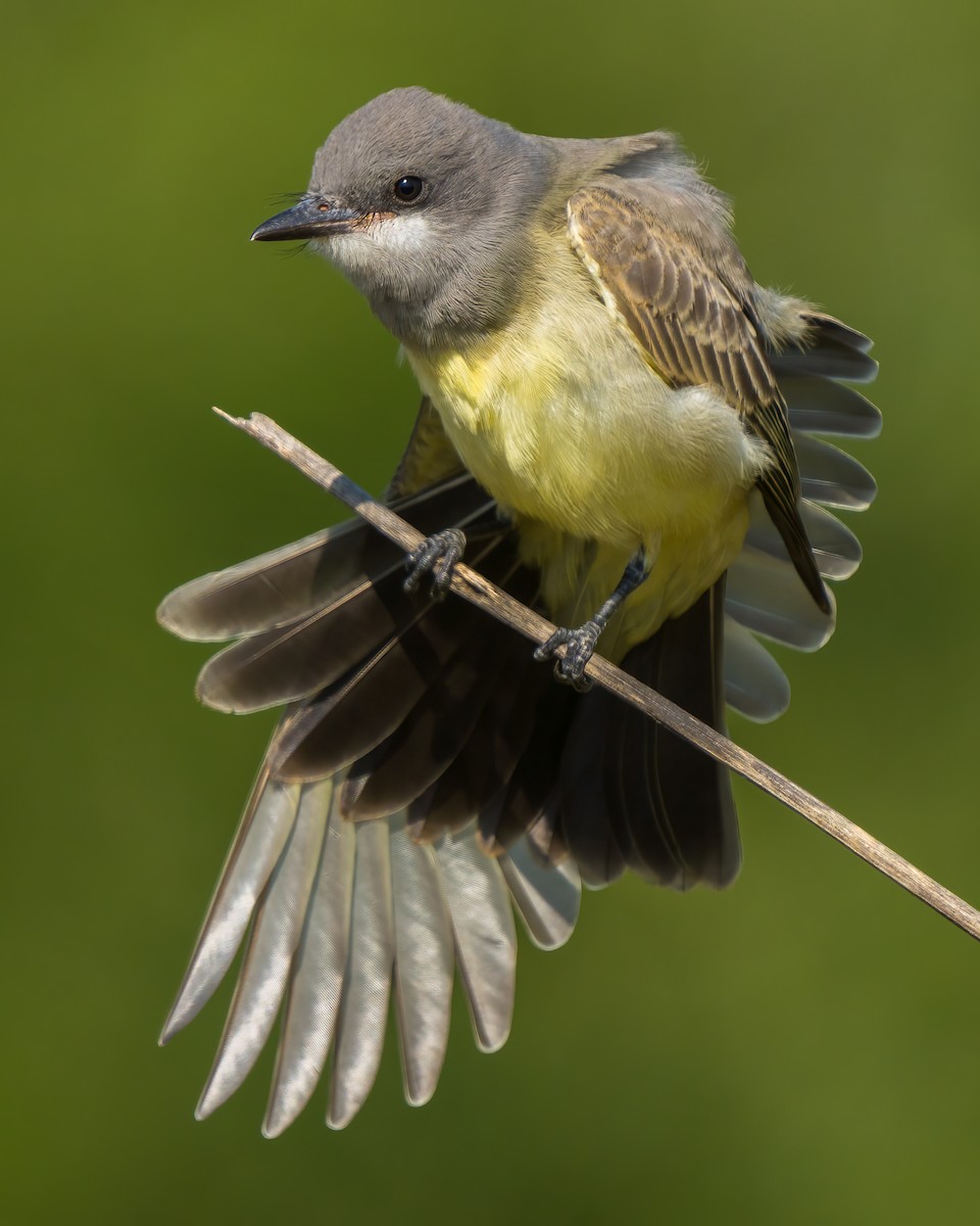 Cassin's Kingbird - Jhoneil Centeno