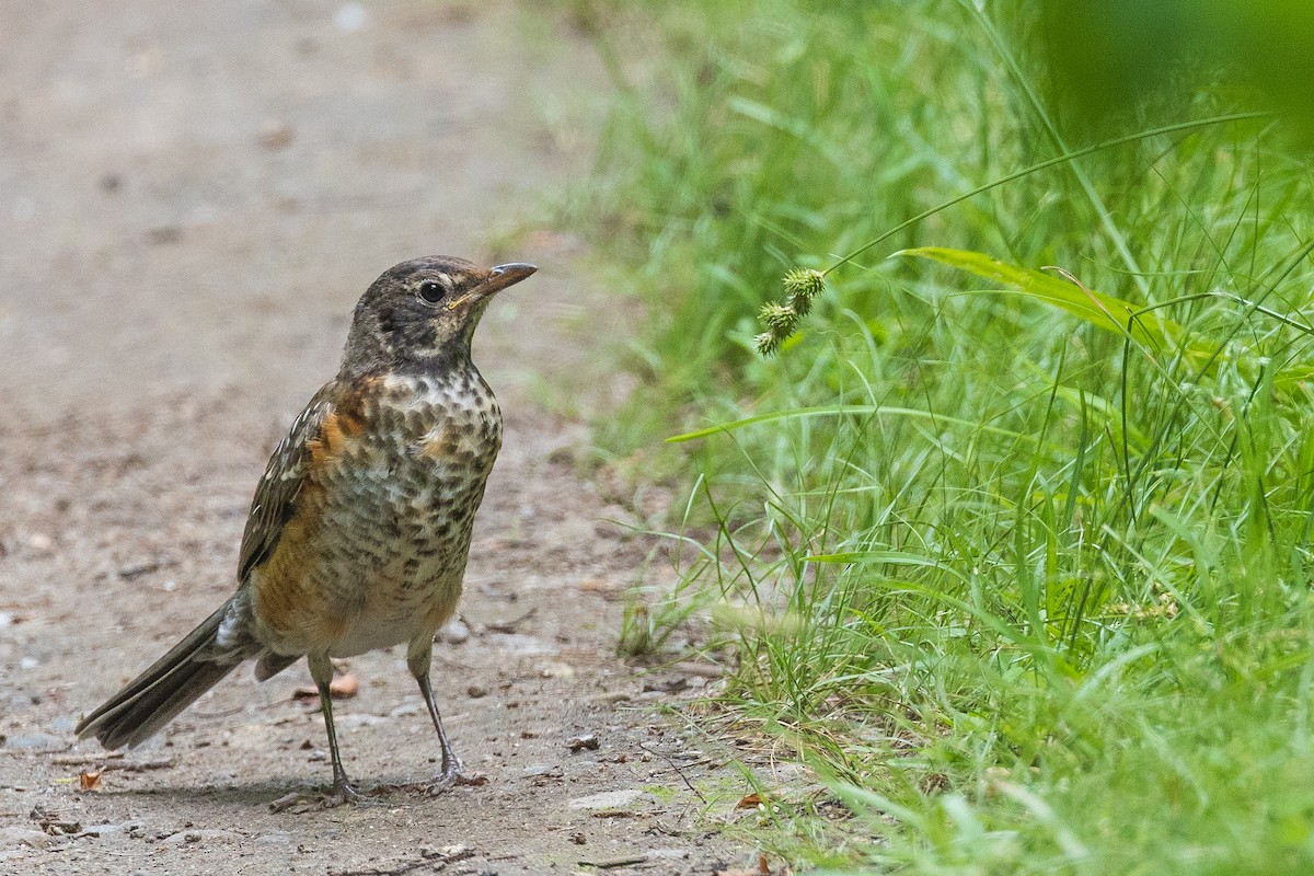 Zozo papargorria - ML458497811