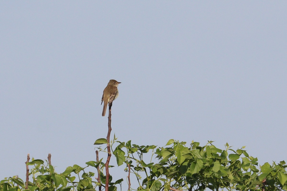 Willow Flycatcher - ML458498741