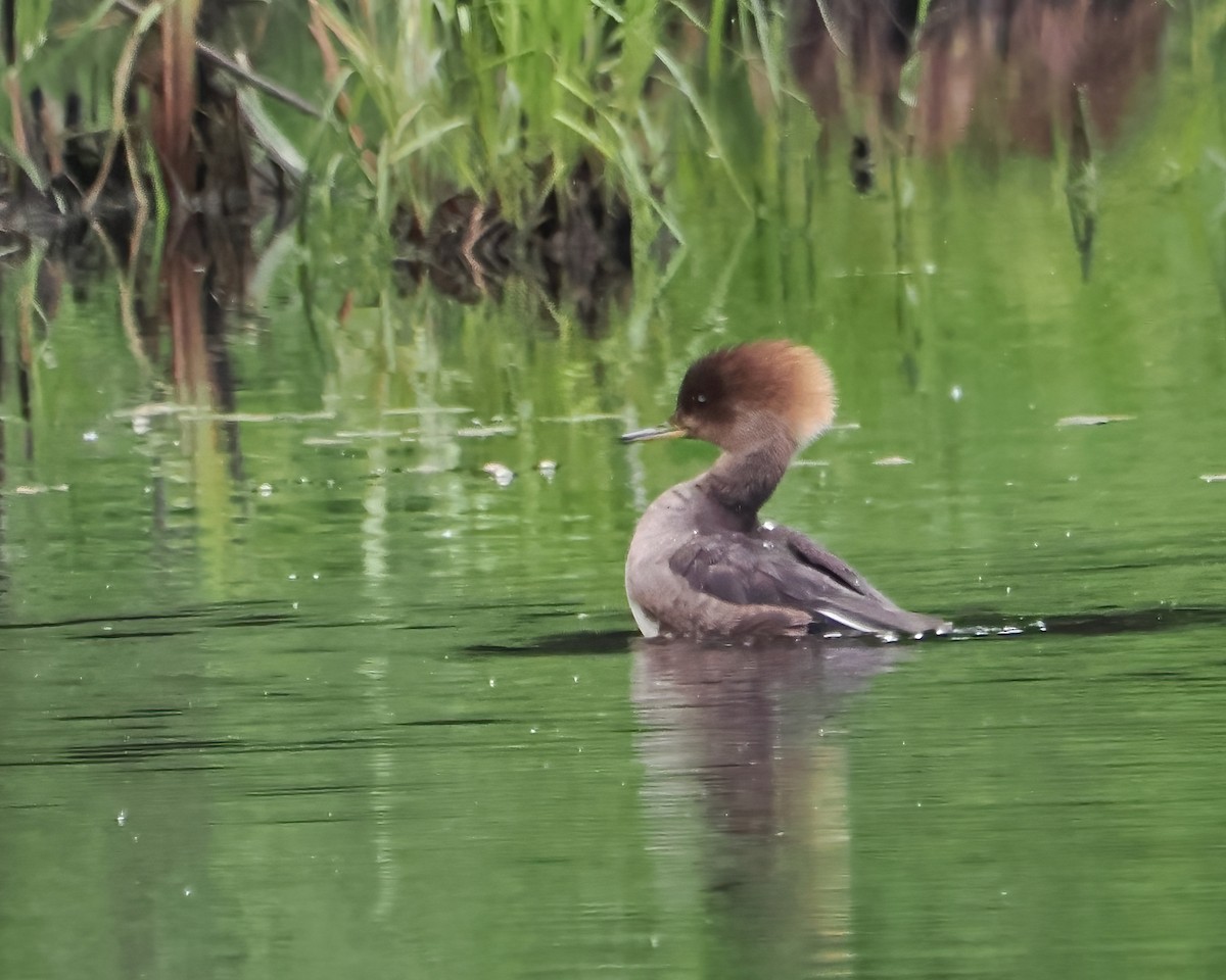 Hooded Merganser - ML458499131