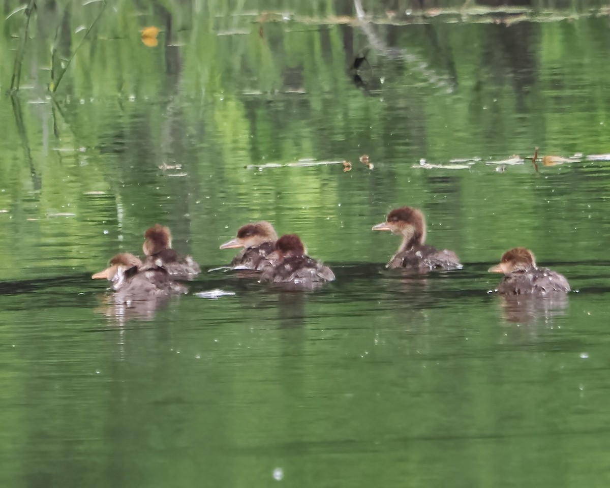 Hooded Merganser - John Felton