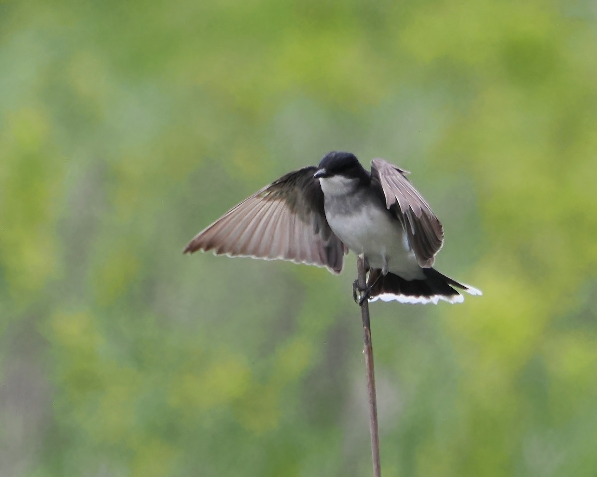 Eastern Kingbird - John Felton