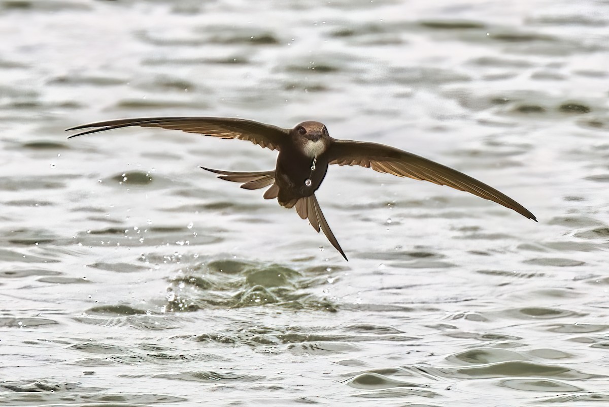 Common Swift - ML458499541