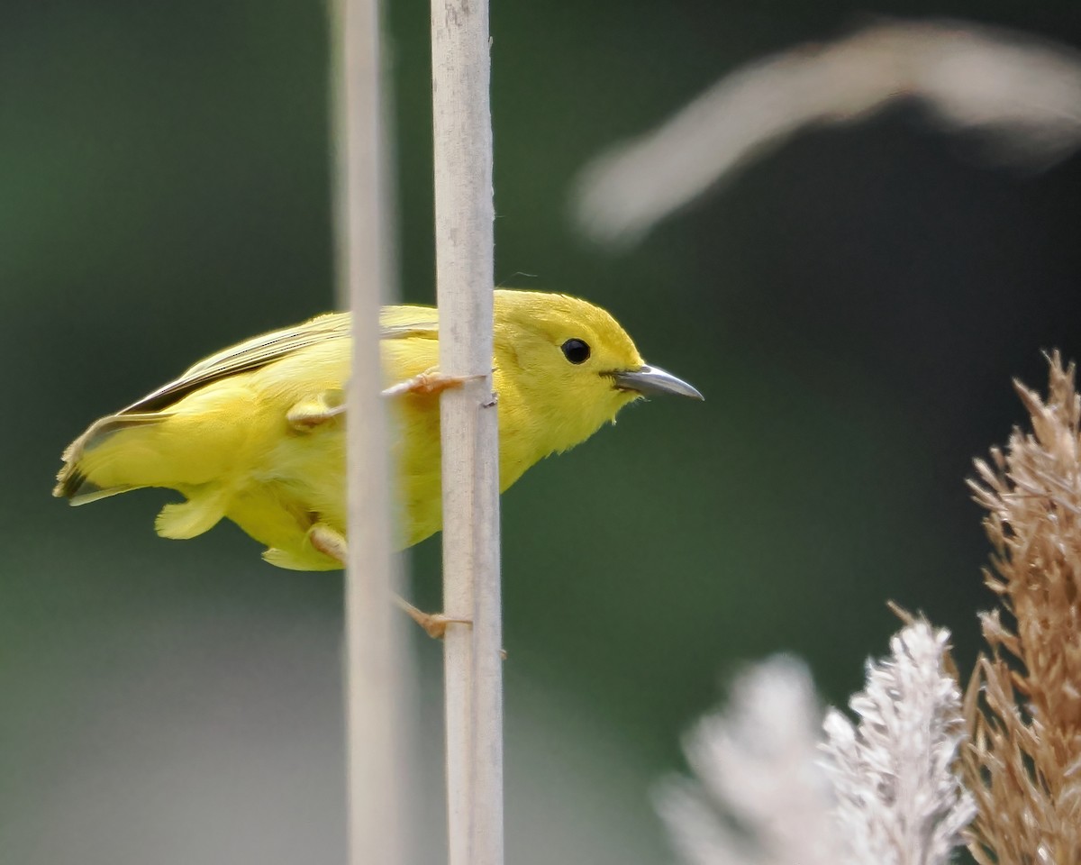 Yellow Warbler - John Felton