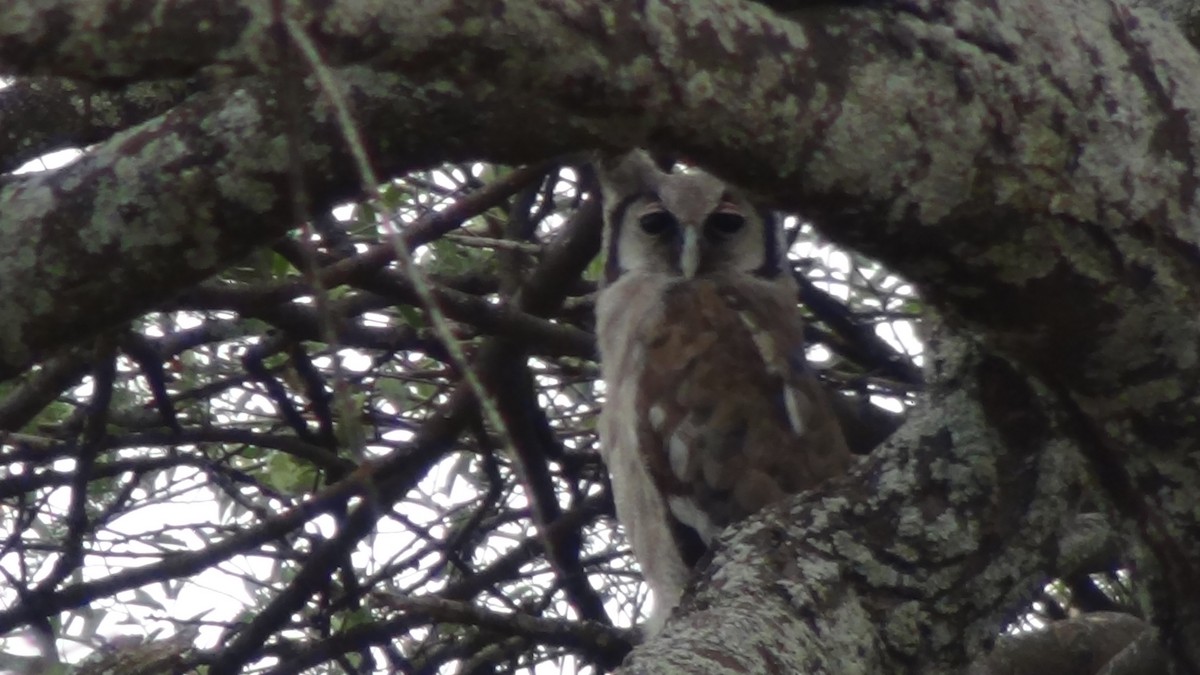 Verreaux's Eagle-Owl - ML45850021