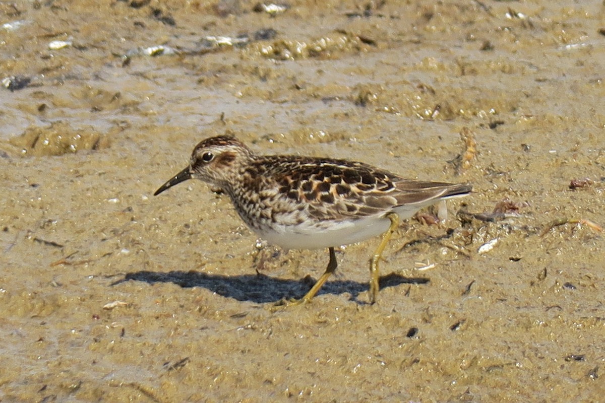 pygmésnipe - ML458501781