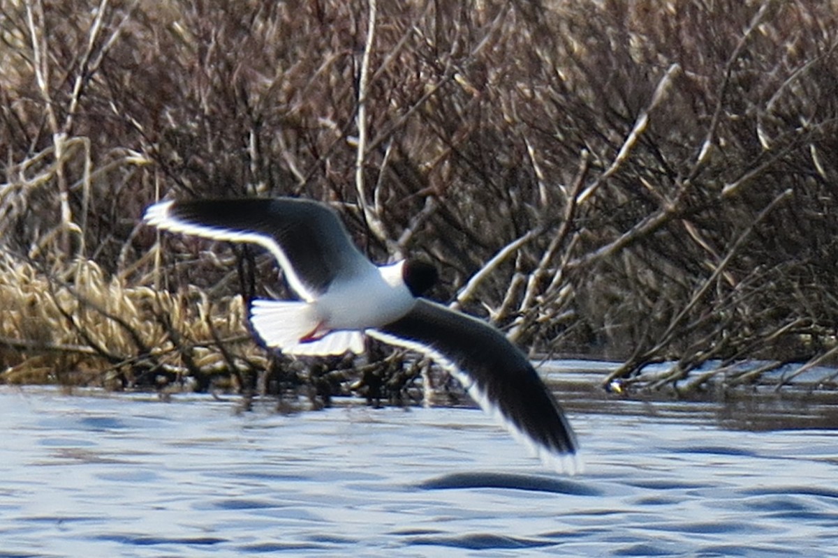 dvergmåke - ML458501791