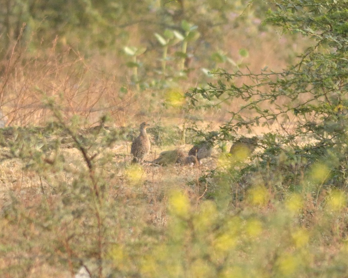 Gray Francolin - ML45850221