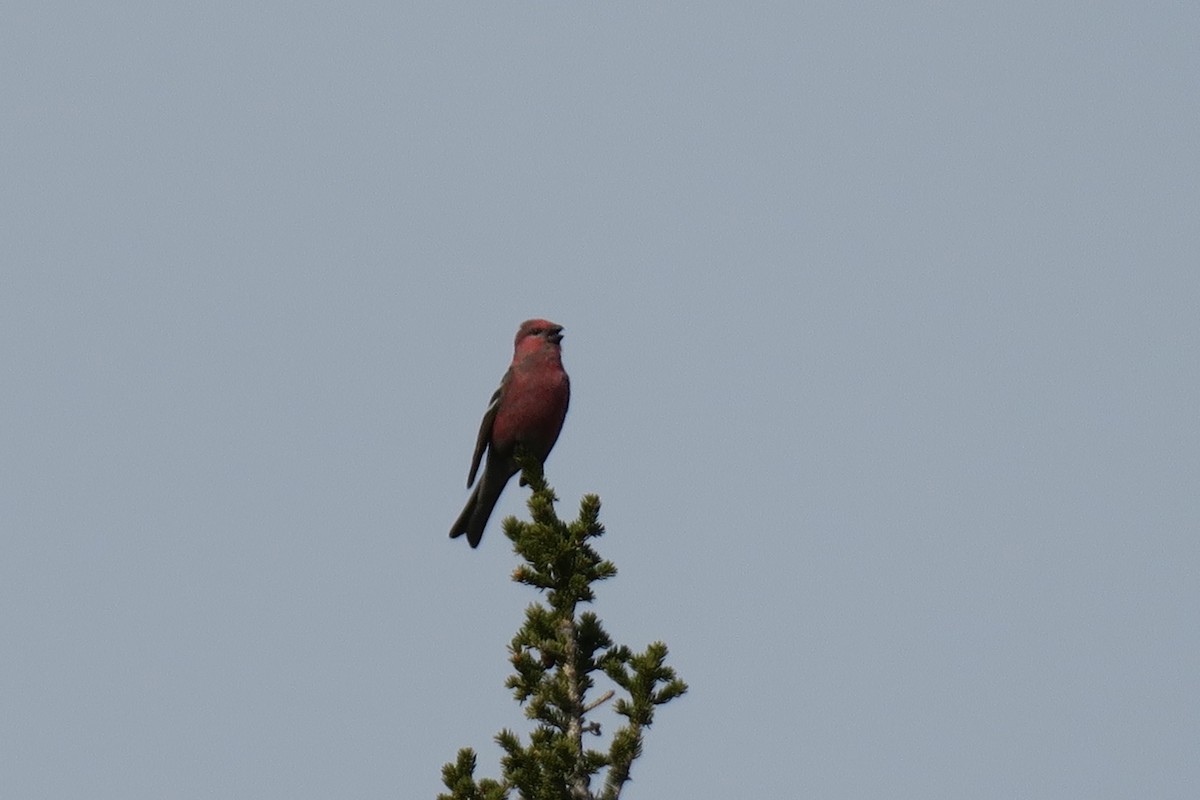 konglebit - ML458502301