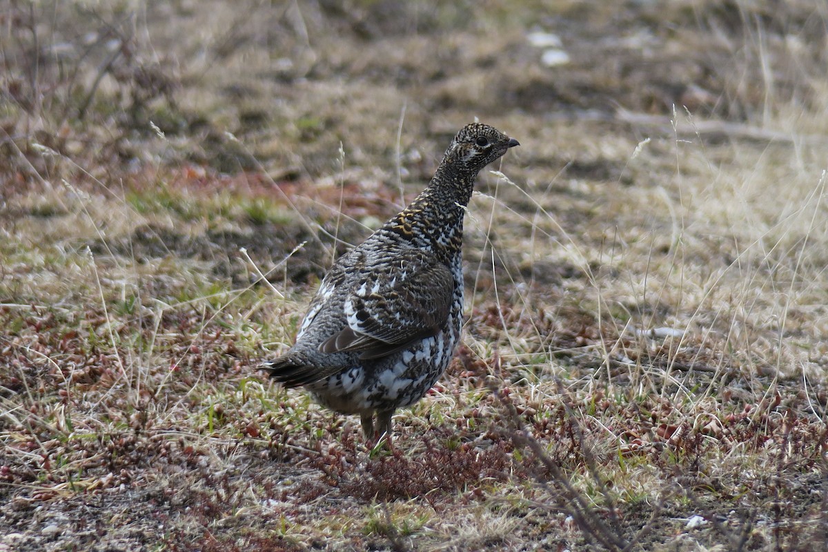 granjerpe - ML458502841