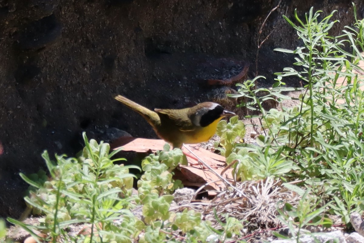 Common Yellowthroat - ML458505381