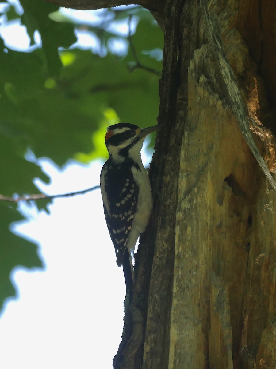 Hairy Woodpecker - Jeffrey Thomas